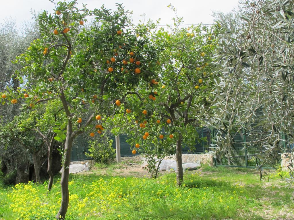 Tenuta Santa Maria Mattinata Rom bilde